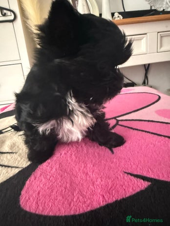 Yorkshire Terrier dogs - Advert 1