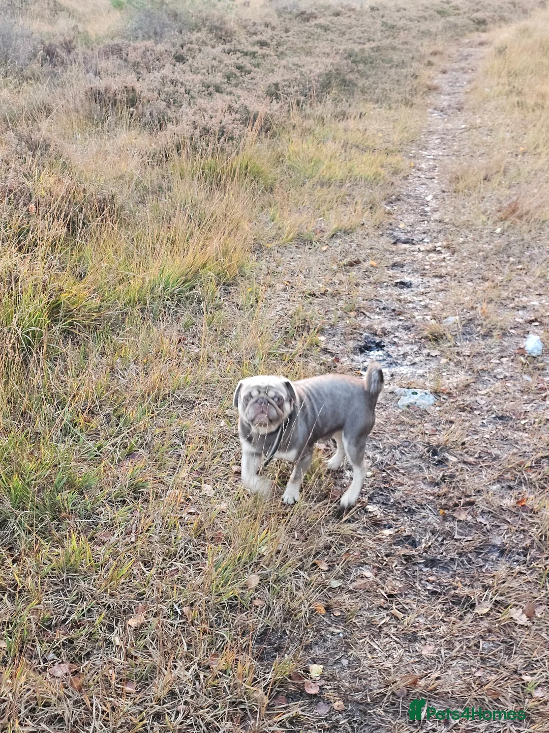 Pug dogs for sale: Pug puppies Kc registered  - Advert 16