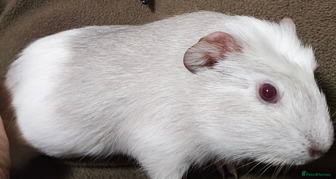 Guinea Pig rodents for sale: 7 Week Old Indoor Baby Guinea Pigs Male and Female - Image 11