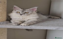 Maine Coon cats for sale: Maine Coon kittens  - Image 7