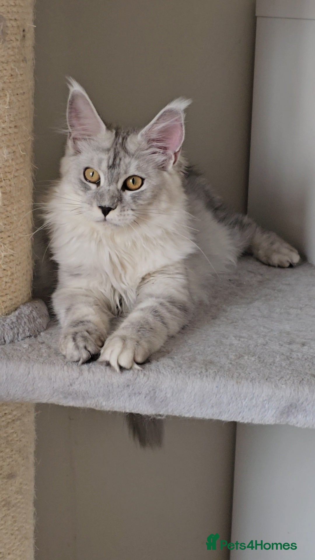Maine Coon cats for sale: Maine Coon kittens  - Image 7