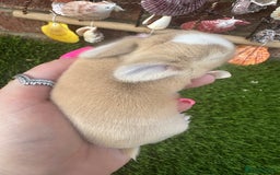 Mini Lop rabbits for sale: Stunning mini lops - Image 11