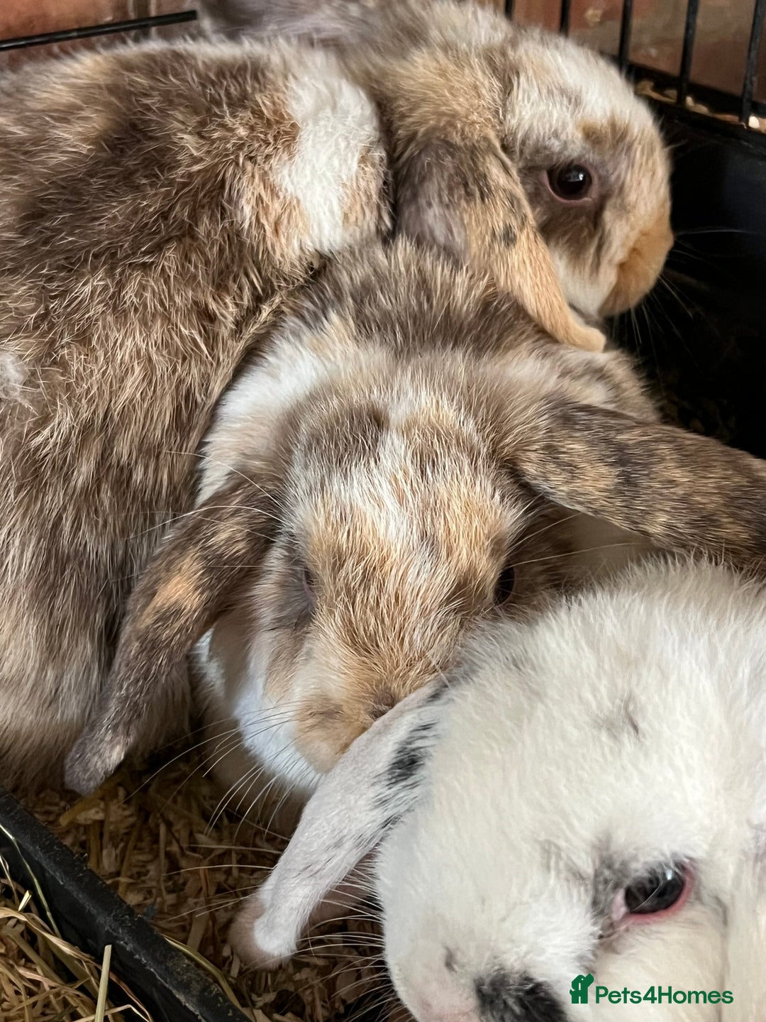 Mini Lop rabbits for sale: Mini Lop Baby Boys - Image 25
