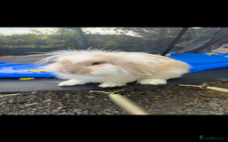 Lionhead rabbits for sale: 2 lionheads + giant Flemish x Rex for sale  - Image 1