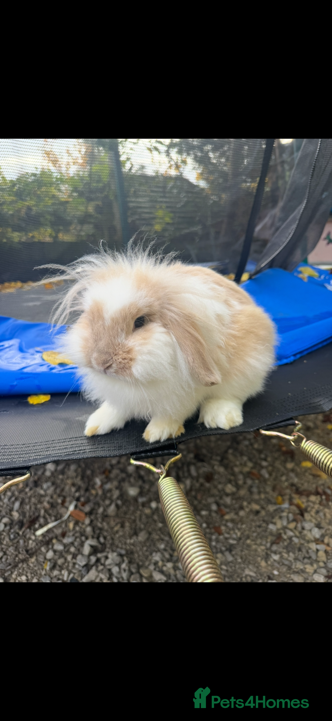 Lionhead rabbits for sale: 2 lionheads + giant Flemish x Rex for sale  - Image 1