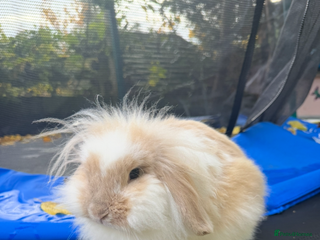 Lionhead rabbits - Advert 28
