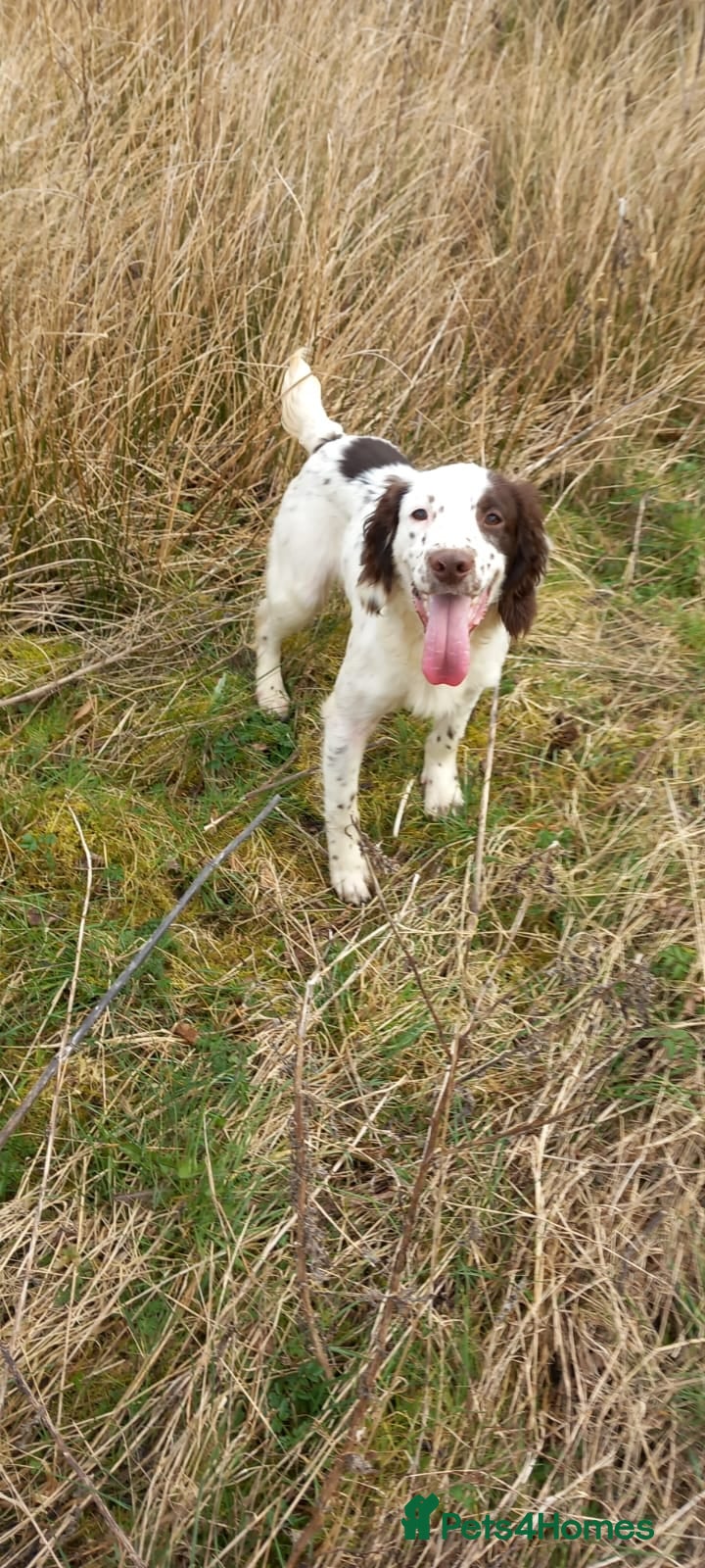 English Springer Spaniel dogs ESS male dog pup - Advert 3