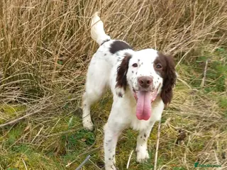 English Springer Spaniel dogs ESS male dog pup - Advert 3