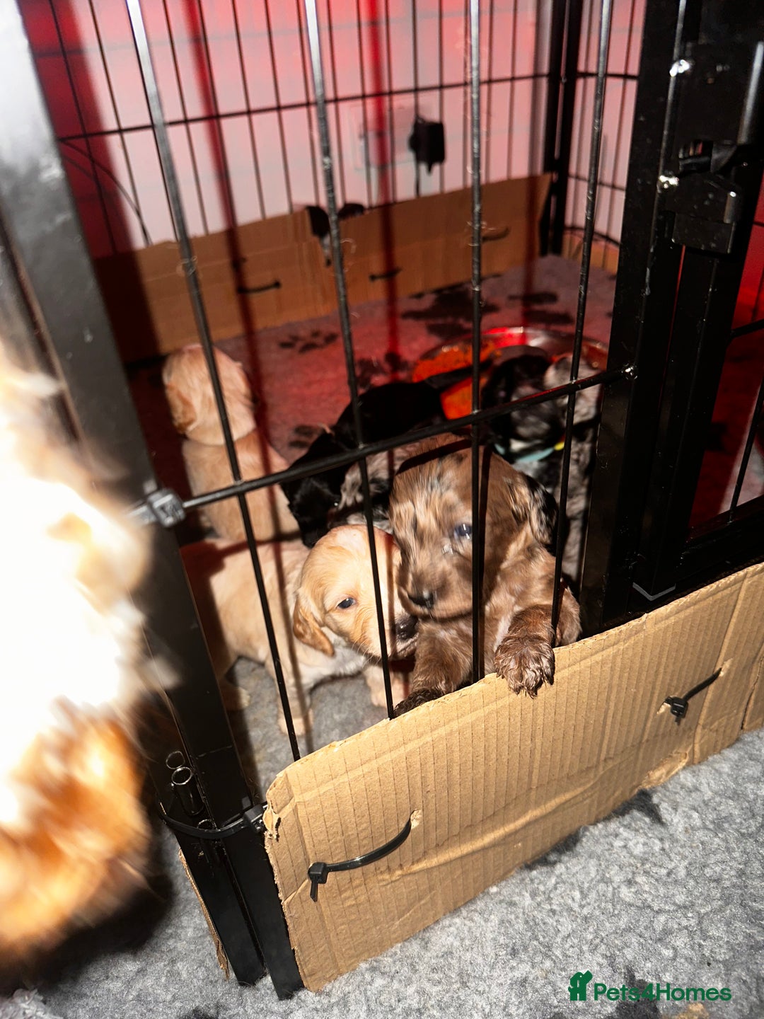 Cockapoo dogs for sale: F2B Cockapoo / chocolate merle & Apricot - Advert 1