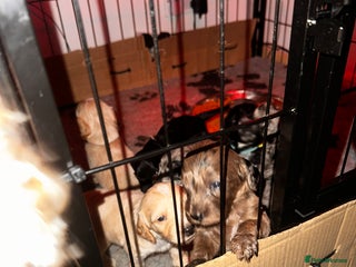 Cockapoo dogs F2B Cockapoo / chocolate merle & Apricot - Advert 11