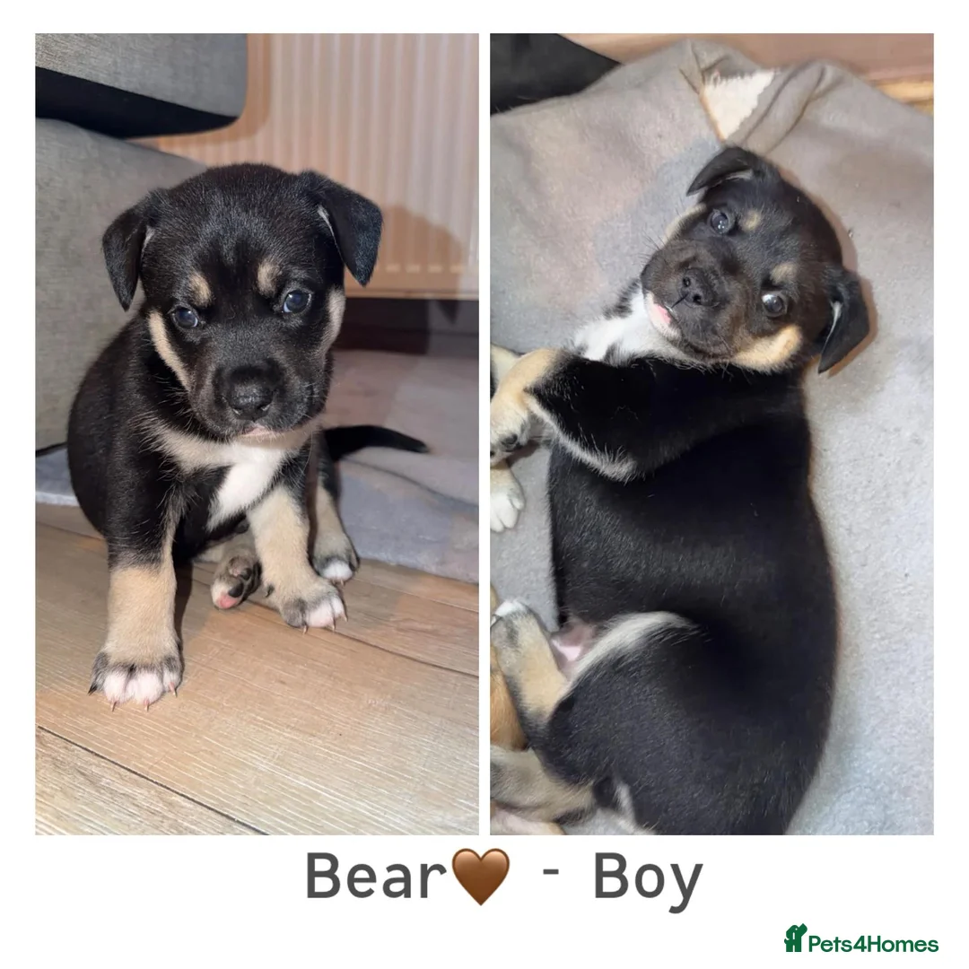 Mixed Breed dogs for sale: Beautiful Puppies  - Advert 5