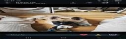 Akita dogs for sale: KC Registered American Akita male puppy 12 weeks in Edinburgh - Advert 8