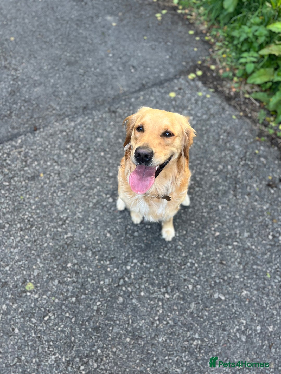 Golden Retriever dogs for sale: Golden retriever puppies - Image 2