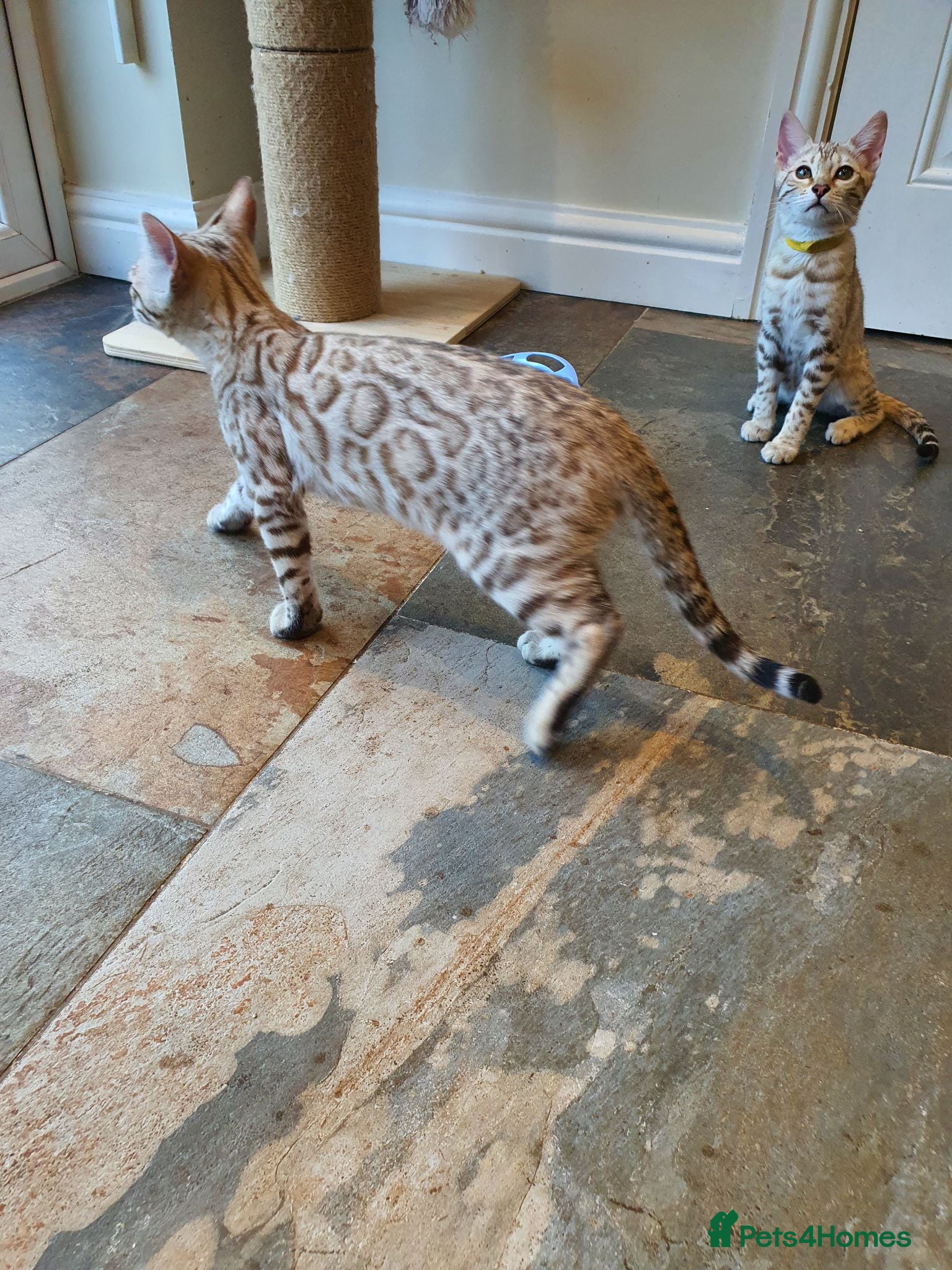 Bengal cats 🐆💕Very Beautiful Tica Registered Bengal Kittens. - Advert 2