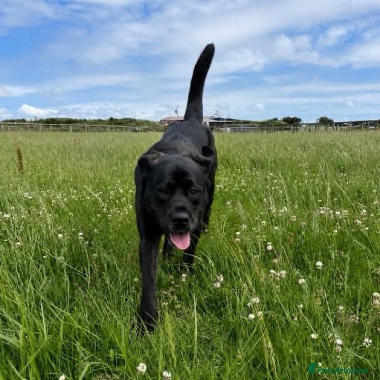 Mastiff dogs Bonnie - 3 year old mastiff  - Advert 2