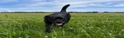 Mastiff dogs for sale: Bonnie - 3 year old mastiff  in London - Advert 1