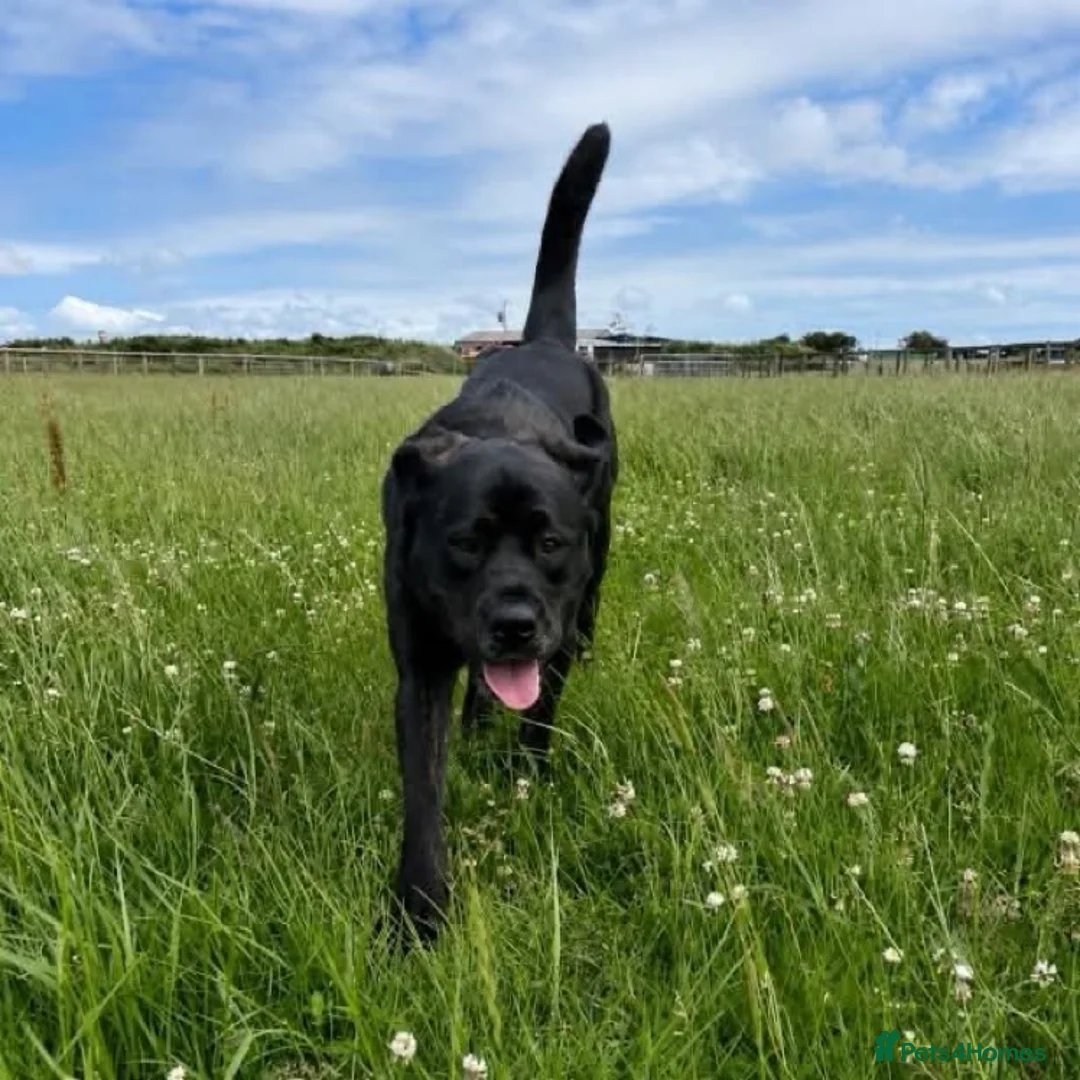 Mastiff dogs for sale: Bonnie - 3 year old mastiff  in London - Advert 1