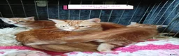 Mixed Breed cats for sale: Ginger kittens 3 girls 3 boys - Advert 14