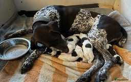 German Shorthaired Pointer dogs for sale: Pure GSP Puppies For Sale - Image 25