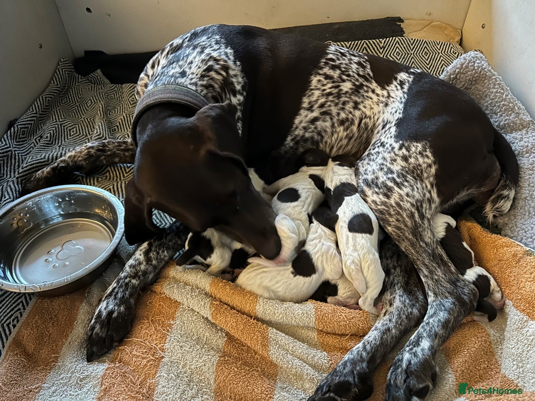 German Shorthaired Pointer dogs for sale: Pure GSP Puppies For Sale - Image 25