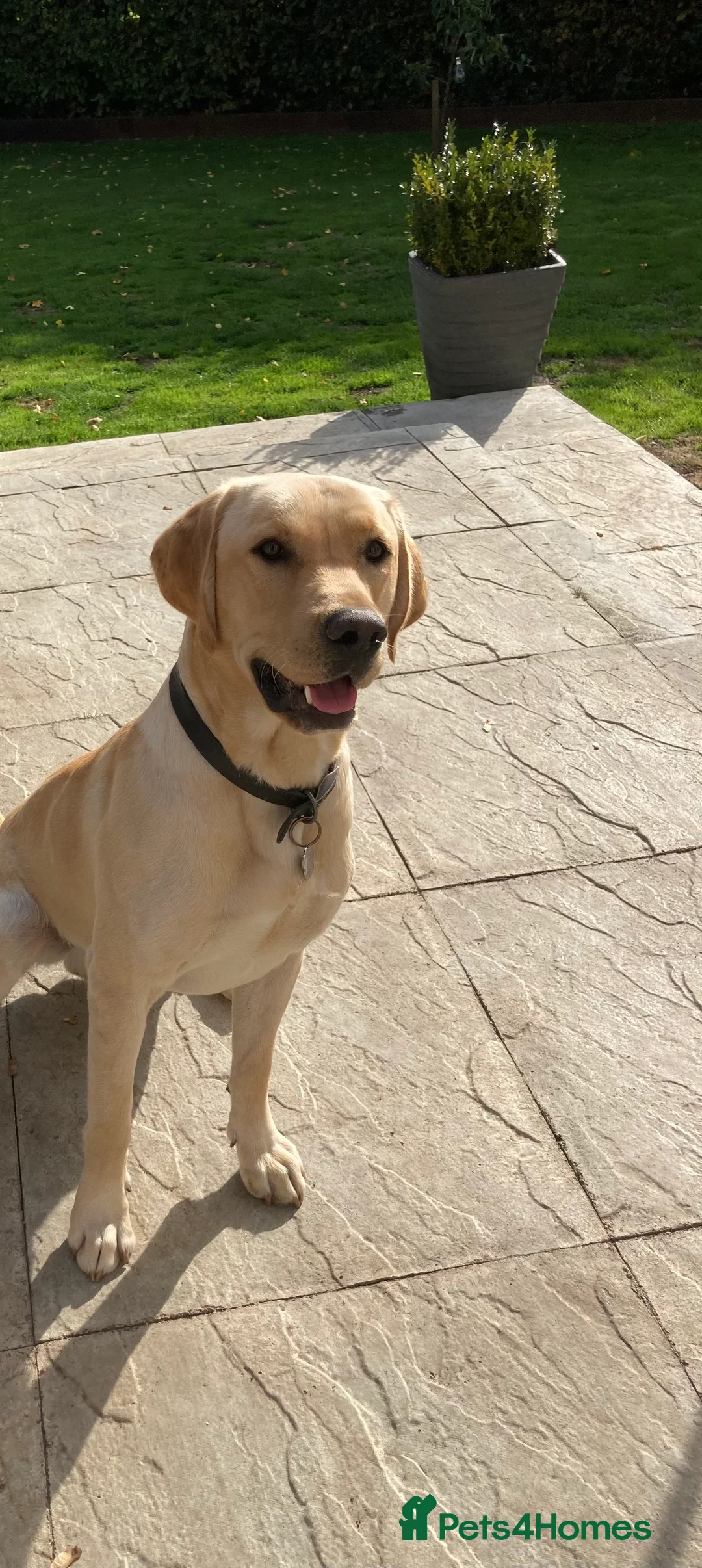 Labrador Retriever dogs for stud: KC REGISTERED STUD DOG in Trowbridge - Advert 3