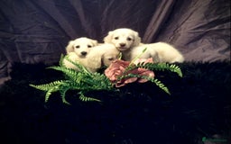 Miniature Dachshund dogs for sale: English Cream miniature dachshund  - Advert 24