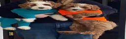Australian Labradoodle dogs for sale: 100% Genuine Australian Labradoodle Puppies  - Advert 10