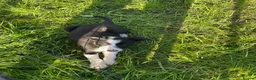 Border Collie dogs for sale: 5 Boarder Collie Puppies 8 weeks ready now in Ashbourne - Advert 13