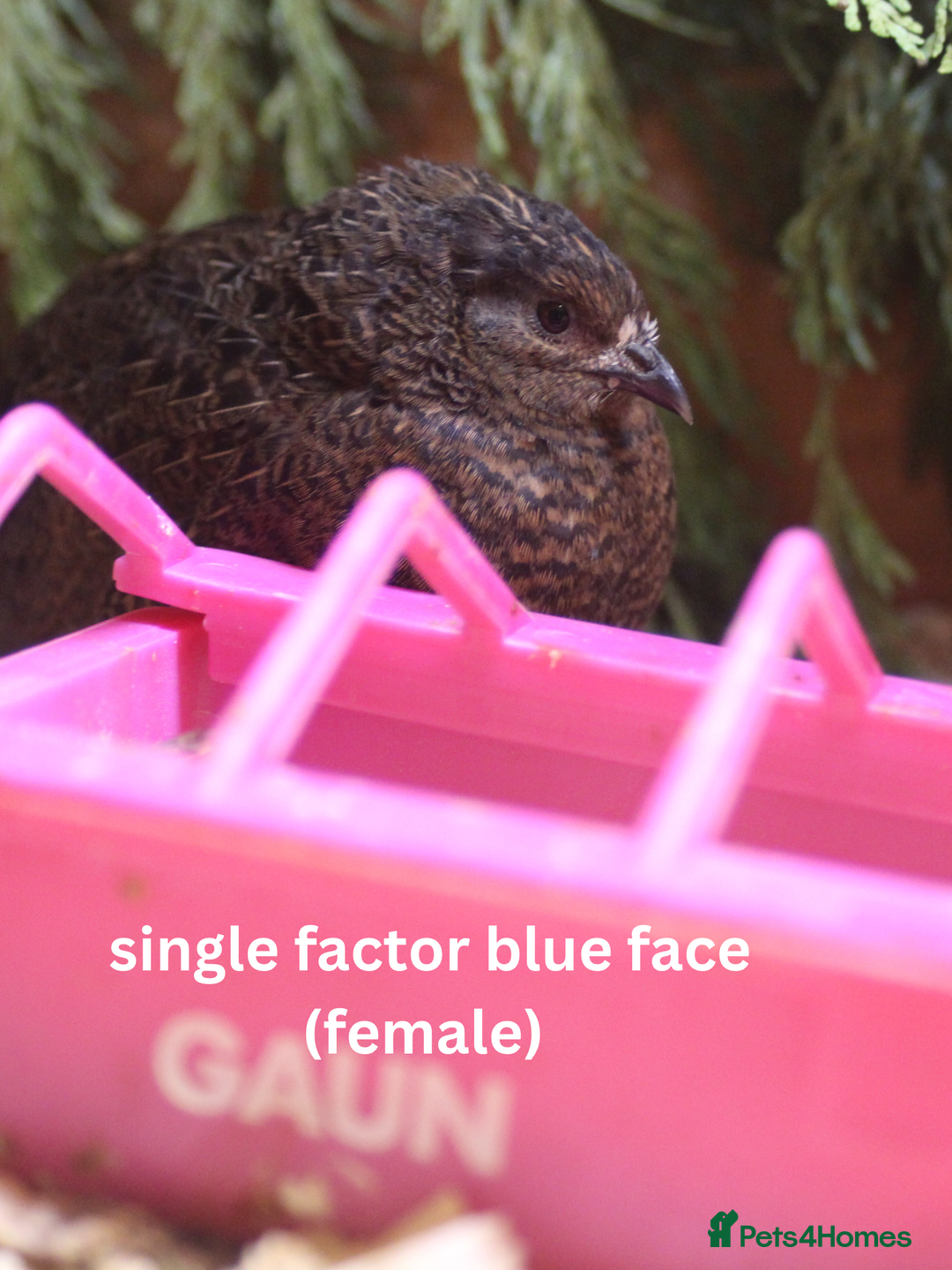 Quail poultry for sale: Button Quail /Chinese Painted Quail Eggs 12 +EXTRA - Advert 3