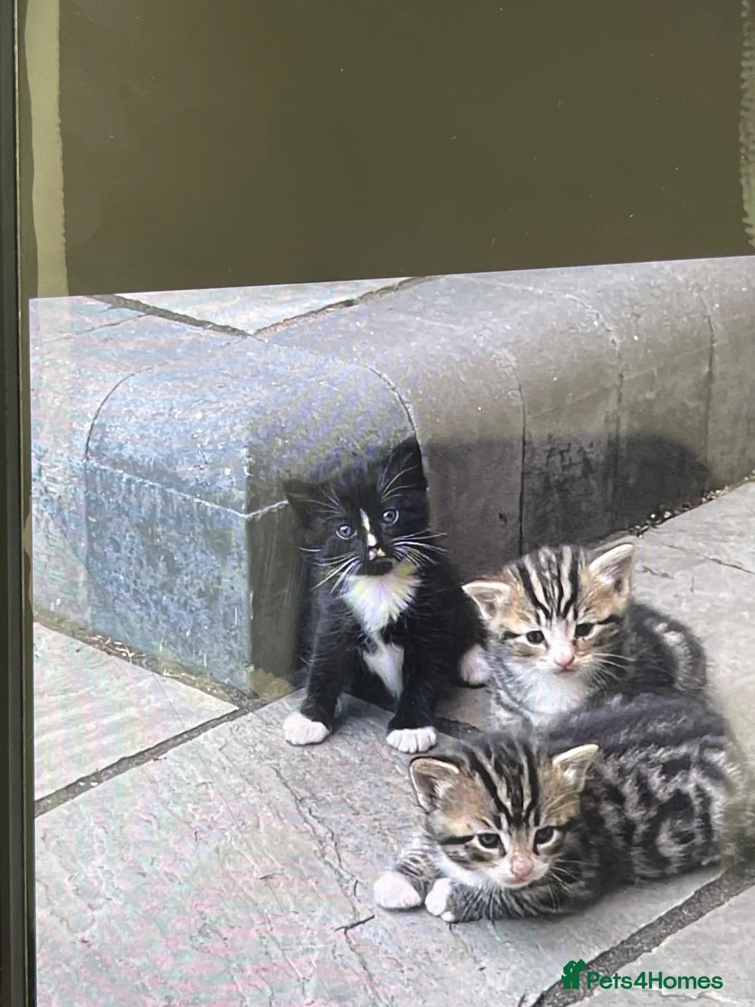 Mixed Breed cats for sale: 3 gorgeous kittens ready to leave to forever homes in Reading - Advert 1