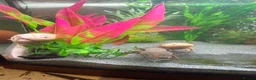 Axolotl reptiles for sale: Axalotols and tank  - Advert 5