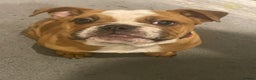 English Bulldog dogs for sale: X2 males bullies  - Advert 6
