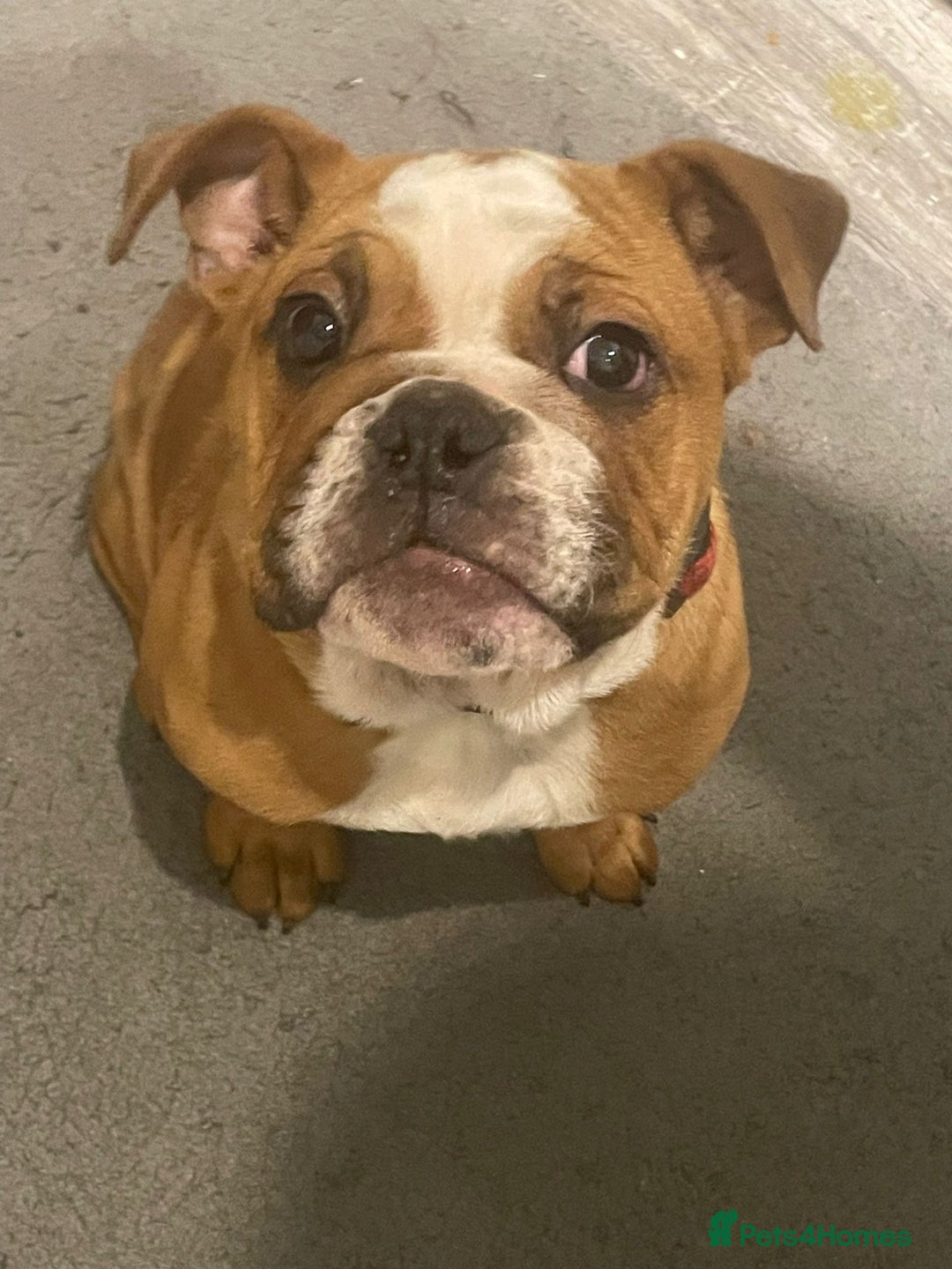 English Bulldog dogs for sale: X2 males bullies  - Advert 6