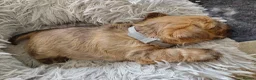 Cairn Terrier dogs for sale: Gorgeous Cairn x Norfolk puppy - Advert 6