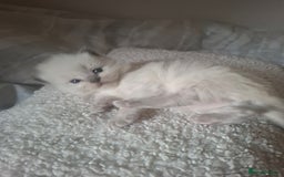 Ragdoll cats for sale: 🩵Blue Point KITTENS for sale!🩵 - Image 10