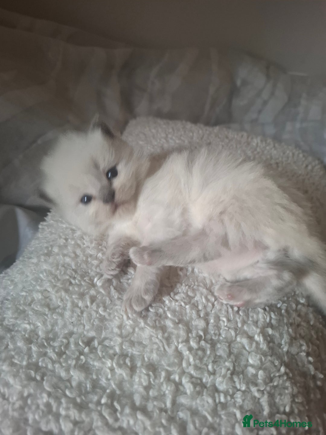 Ragdoll cats for sale: 🩵Blue Point KITTENS for sale!🩵 - Image 10