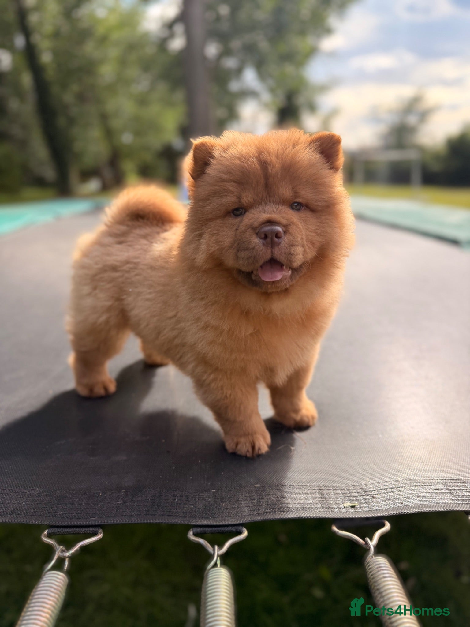 Chow Chow dogs Beautiful Babies nearly ready to leave - Advert 2