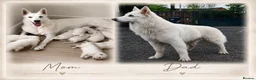 White Swiss Shepherd dogs for sale: 🏆KC WSS Champion Bloodline stunning puppies - Advert 4