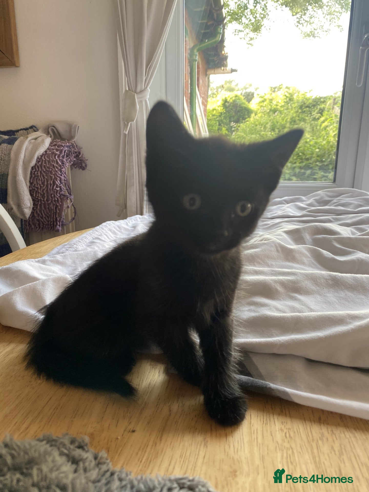 British Shorthair cats 4 Black Kittens - Advert 1