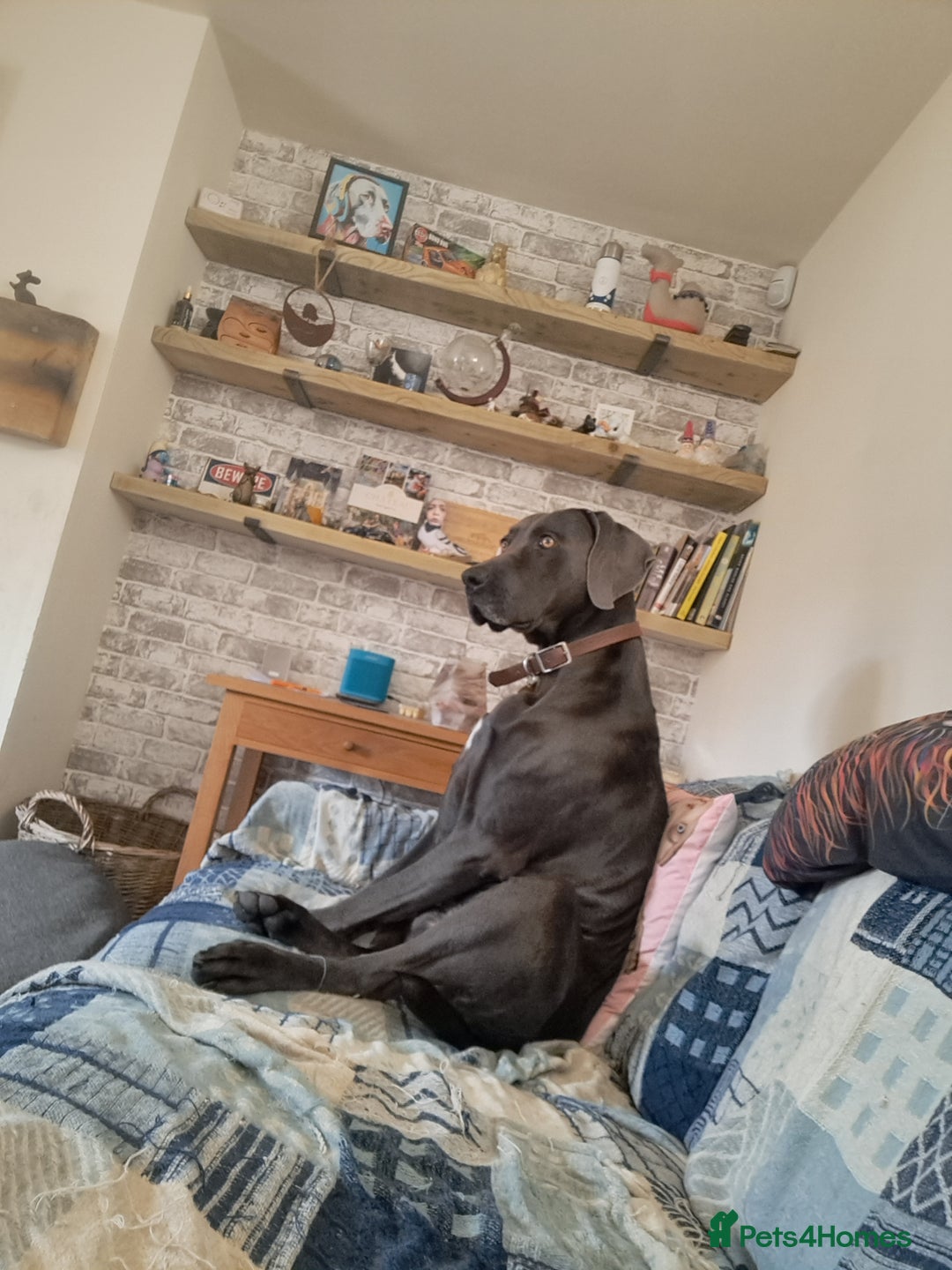 Weimaraner dogs for stud: Blue weimaraner for stud - Image 2