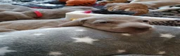 Weimaraner dogs for sale:  Beautiful KC Reg Puppies. Parents hip scored.  - Advert 31
