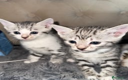 Bengal cats for sale: Stunning silver bengal cross - Image 1