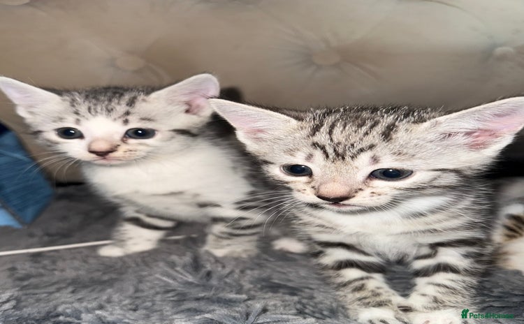 Bengal cats - Advert 4