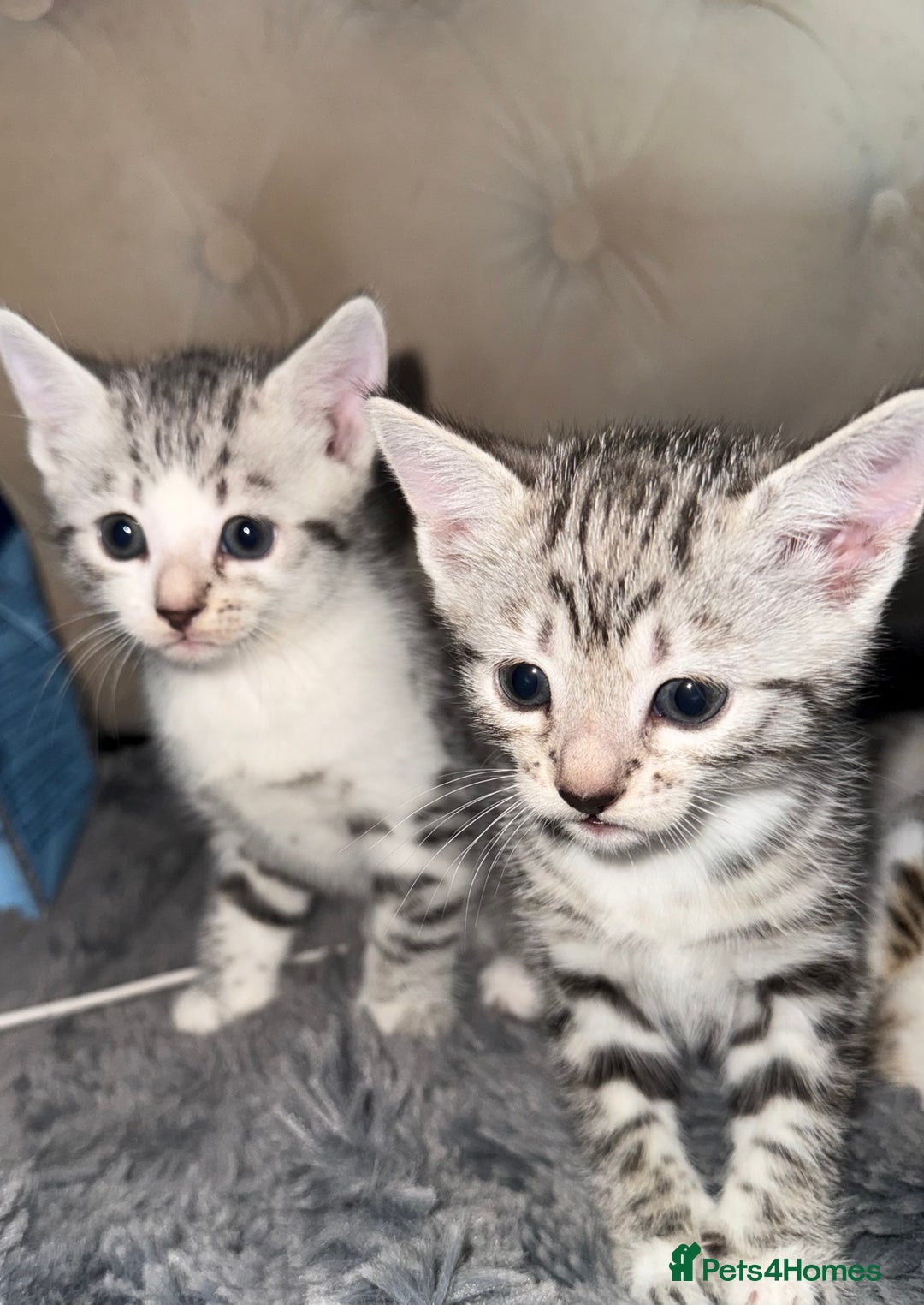 Bengal cats for sale: Stunning silver bengal cross - Image 1