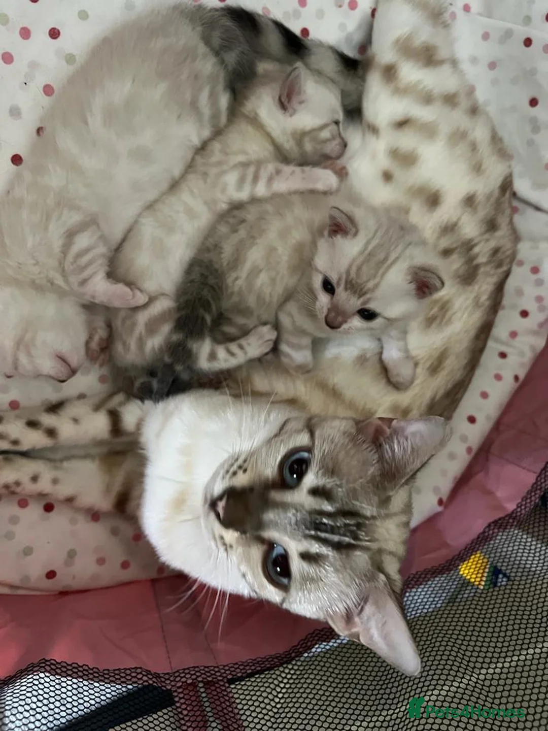 Bengal cats for stud: Impressive Stud Bengal TICA WCF reg in Harlow - Advert 31