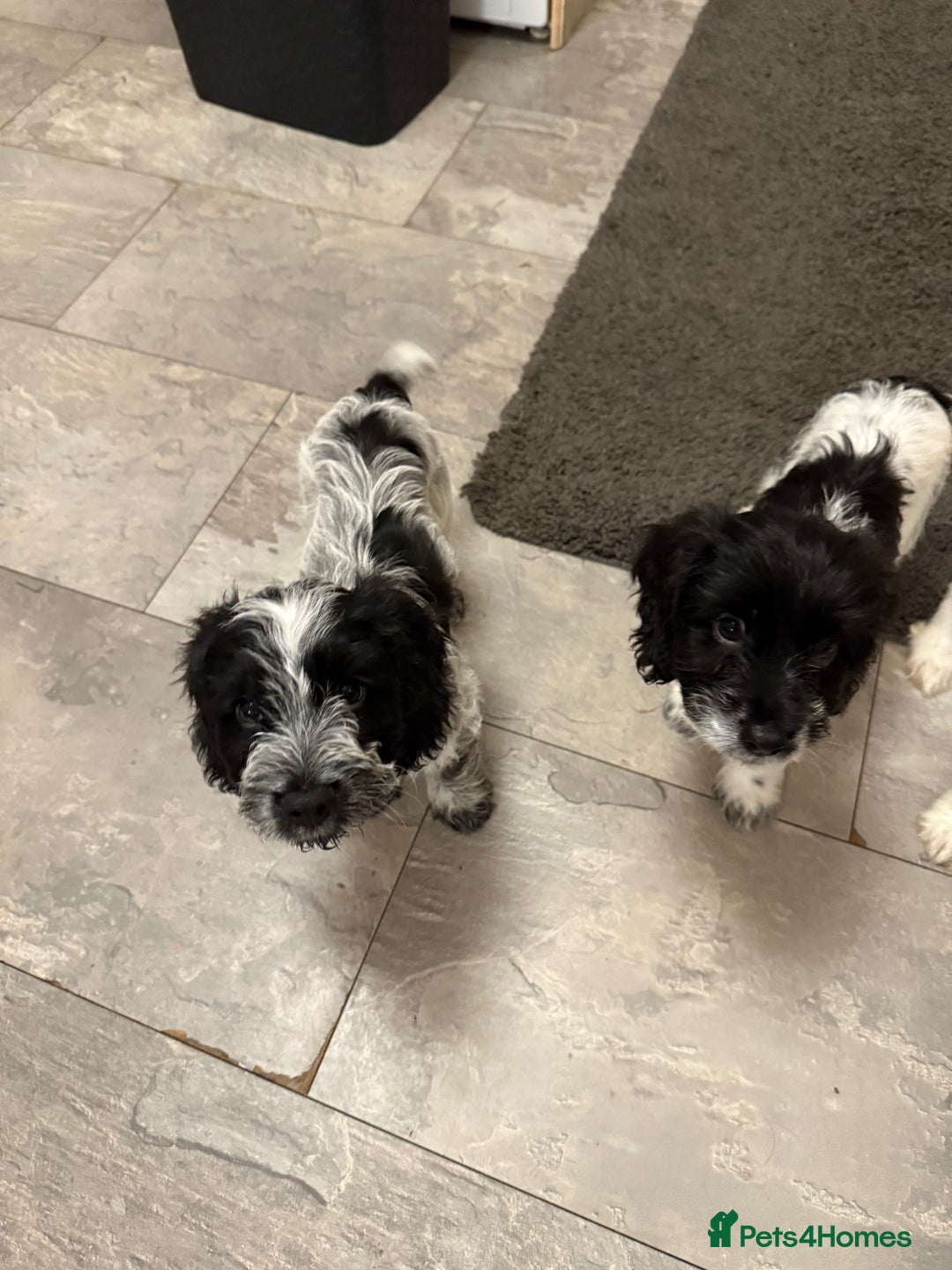 Cockapoo dogs for sale: Puppies - Advert 6