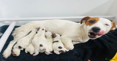 Jack Russell dogs - Advert 10