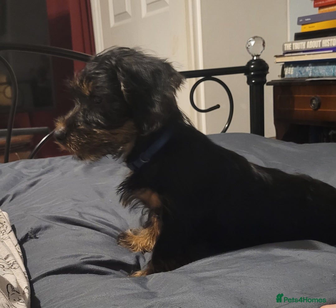 Mixed Breed dogs for sale: Three Dachshund crosses for sale - Image 6