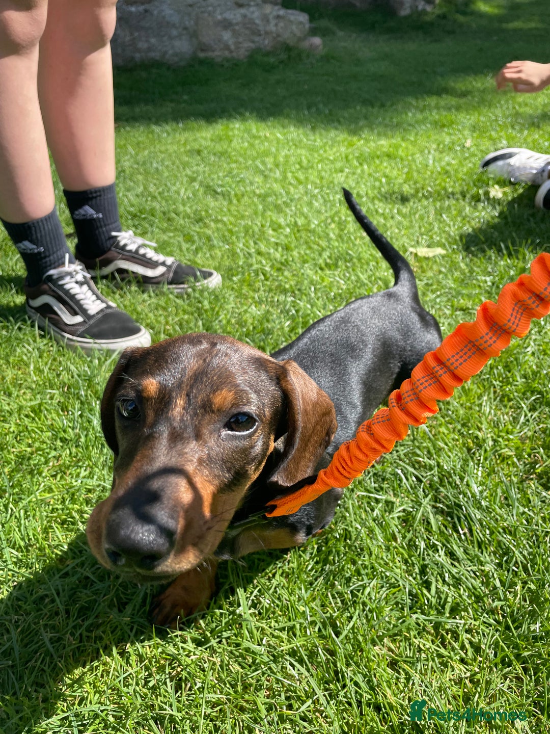 Dachshund dogs for sale: Female dachshund - Image 2