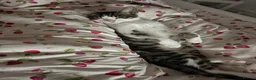 Mixed Breed cats for sale: Coco  in Cambridge - Advert 2
